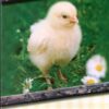 Cards Birthday Baby Animals - Image 3