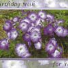 Cards Birthday Boxed Country Blossoms - Image 2