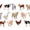 Stickers Farm Animals: Photographic Shape