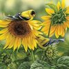 Puzzle Sunflowers and Goldfinches 1000 pc