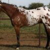 Appaloosa Mare- Discontinued - Image 5
