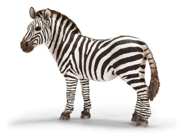 Zebra, Female - Image 2