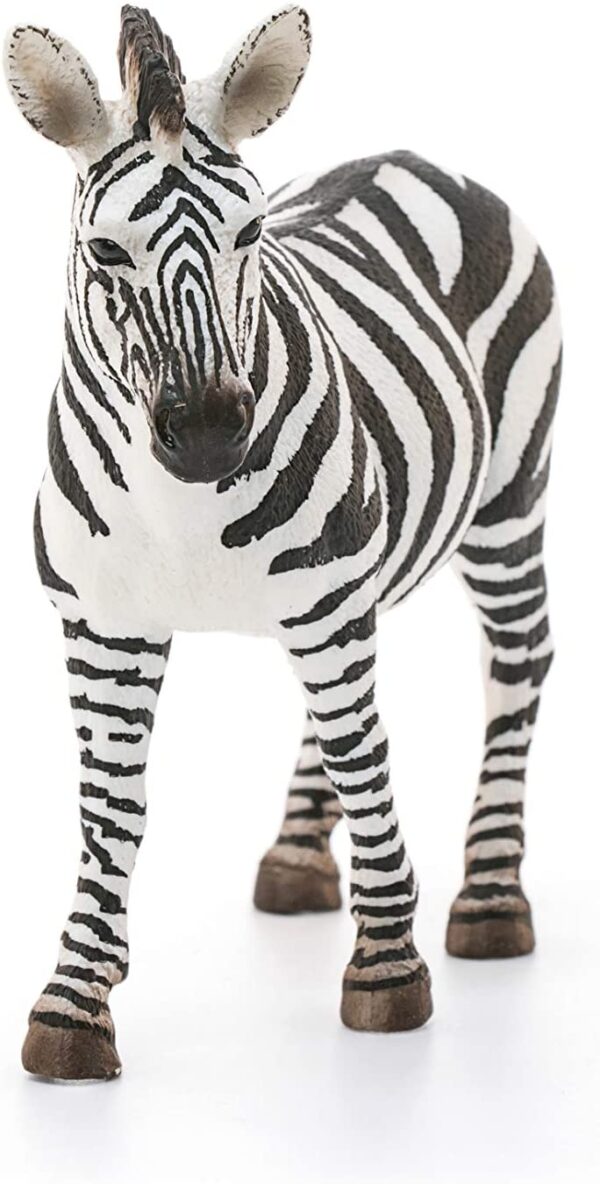 Zebra, Female - Image 4