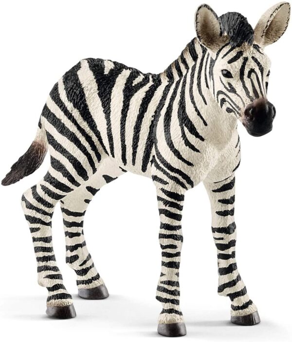 Zebra, Female - Image 5