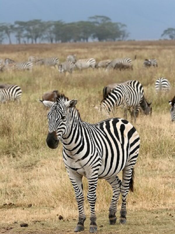 Zebra, Female - Image 7