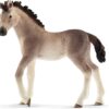 Andalusian Foal