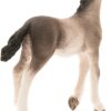Andalusian Foal - Image 4