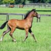 Andalusian Foal - Image 5