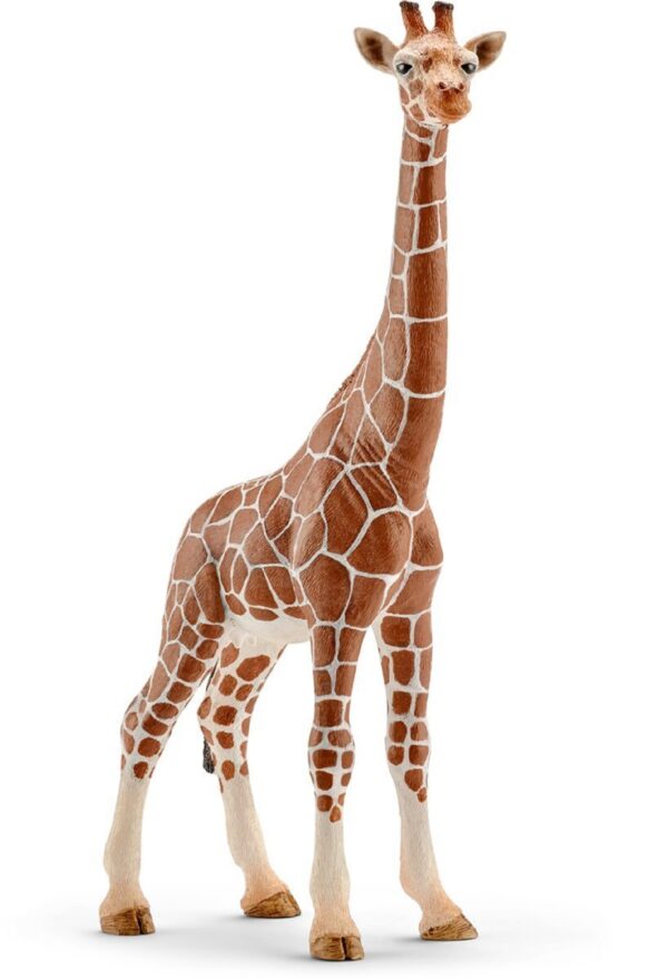 Giraffe, Female