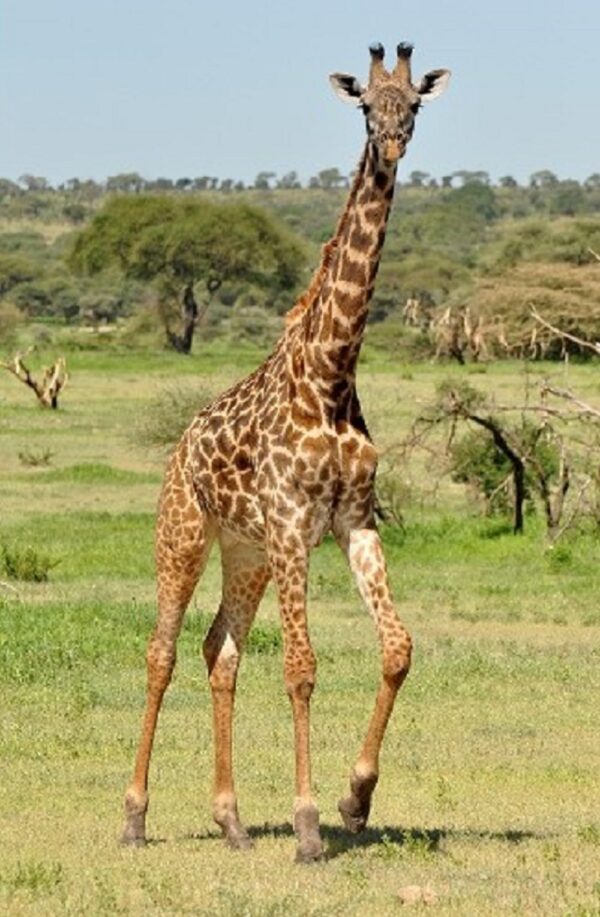 Giraffe, Female - Image 6