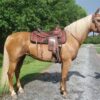 Tennessee Walker Mare - Image 6