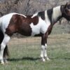 Paint Horse Gelding - Image 5