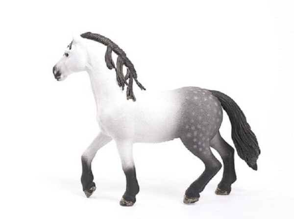 Andalusian Stallion - Image 2
