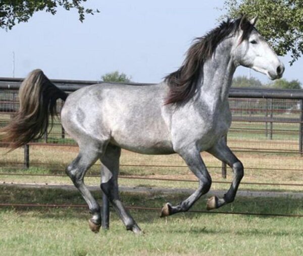 Andalusian Stallion - Image 5