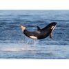 Killer Whale Baby Orca- Discontinued - Image 5