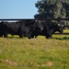 Black Bull Walking - Image 5