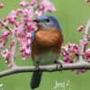 Boxed Praying for You Cards - Songbirds - Image 2