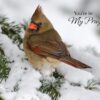 Boxed Praying for You Cards - Songbirds - Image 6