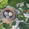 Boxed Praying for You Cards - Songbirds - Image 8