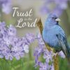 Boxed Encouragement Cards - Springtime - Image 4