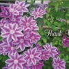 Boxed Thank You Cards - Flowers - Image 6