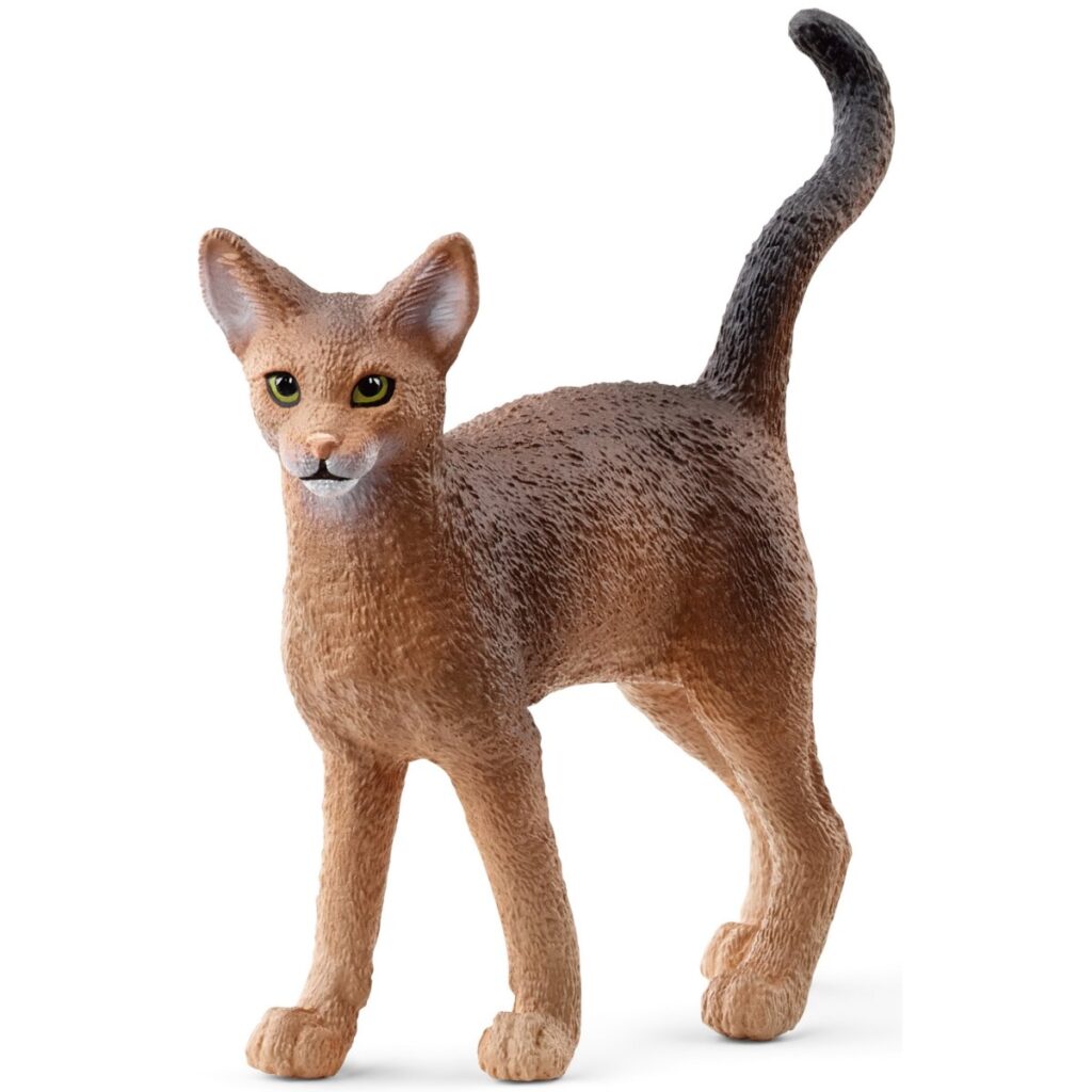 Image of Abyssinian Cat