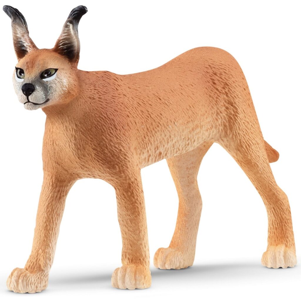 Image of Caracal Female