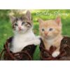 Boxed Birthday Cards - Furry Wishes - Image 2