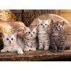 Boxed Birthday Cards - Furry Wishes - Image 3