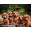Boxed Birthday Cards - Furry Wishes - Image 4