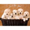 Boxed Birthday Cards - Furry Wishes - Image 5