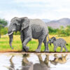 Crystal Art Card Kit Elephant