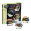 Craft Crush - Mini Terrariums