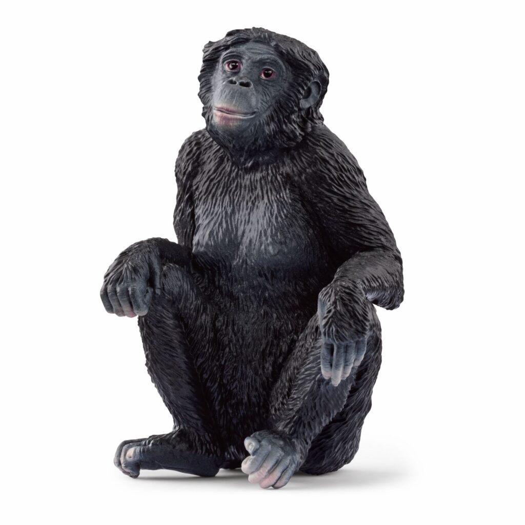 Image of Bonobo Female