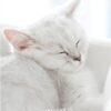 ICare- Adorable Children Birthday Card Package - Image 2