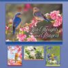 Prayerful Melodies Praying For You - Boxed Greeting Cards