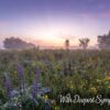 Boxed Sympathy Cards - Peaceful Moments - Image 2