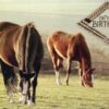 Boxed Birthday Cards - Peaceful Meadows - Image 3