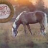 Boxed Birthday Cards - Peaceful Meadows - Image 5
