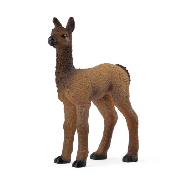 Llama Foal 662 0199 0