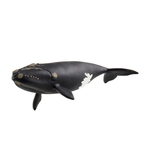 North Atlantic Right Whale 662 0207 0