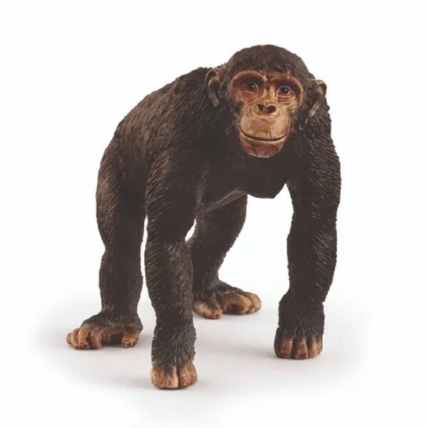 Chimpanzee 662 0299 0