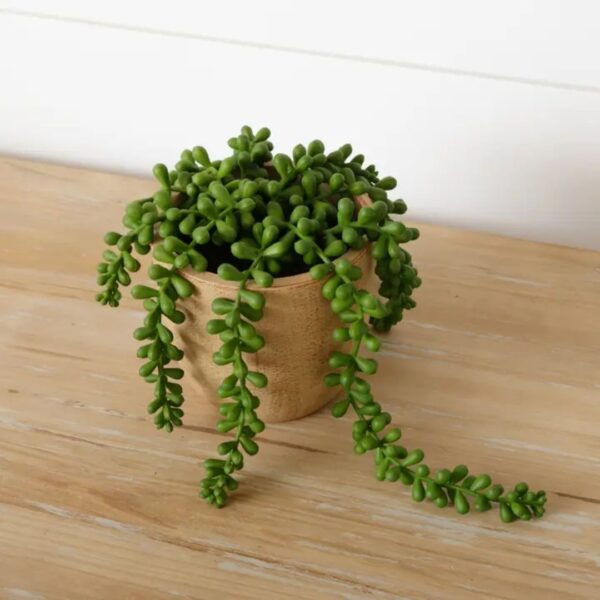 Faux Potted String of Pearls 460 1476 0