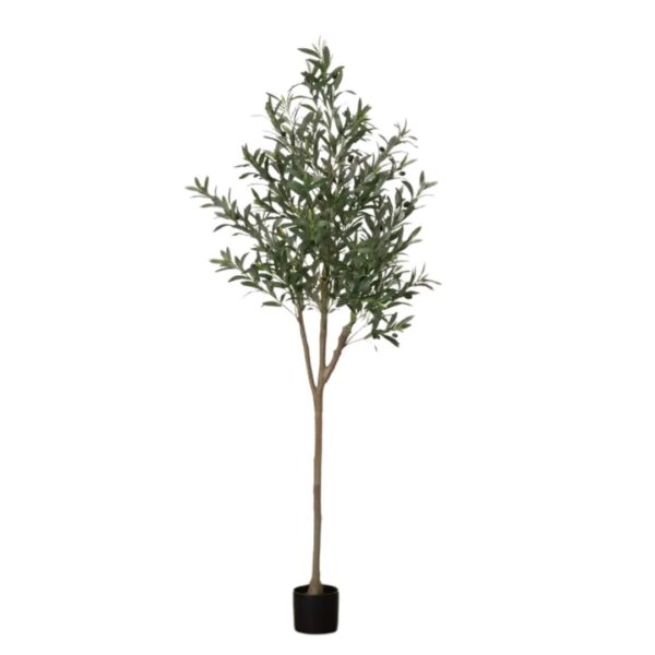 Large Potted Olive Tree