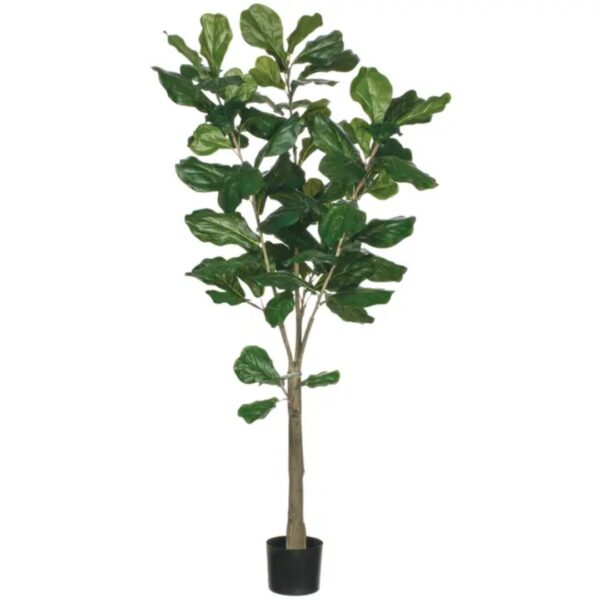 Fiddle Leaf Tree