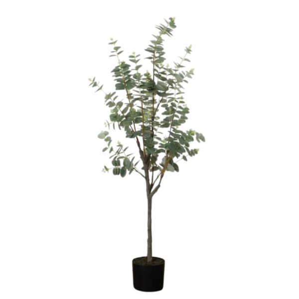 49" Eucalyptus Tree