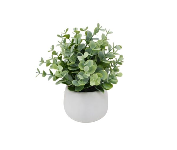 Eucalyptus White Pot