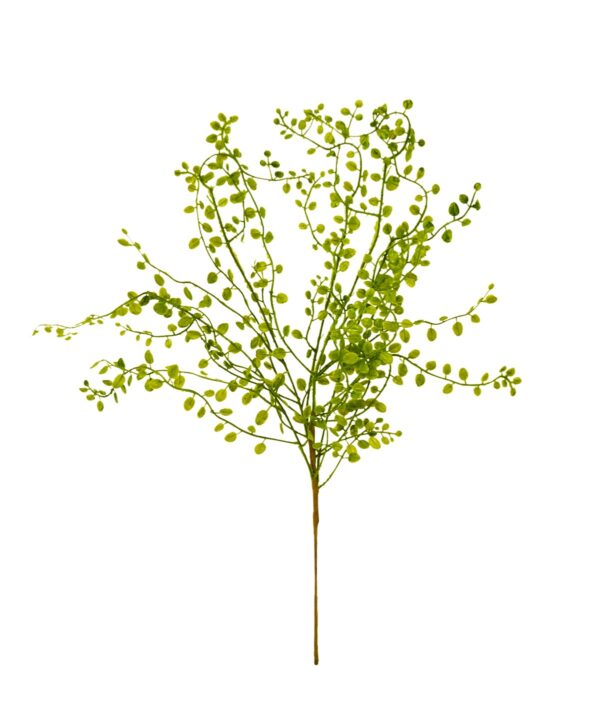Branch Muehlenbeckie Green