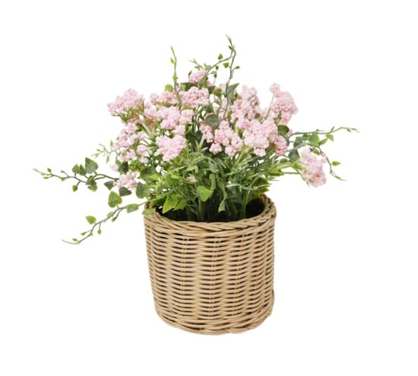 Clemattis in Rattan Pot