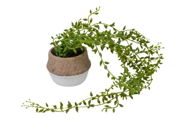 Bean Leave String in Cement Pot
